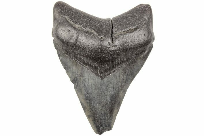 Fossil Megalodon Tooth - South Carolina #203144